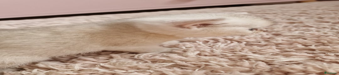 British Shorthair Kitten 4