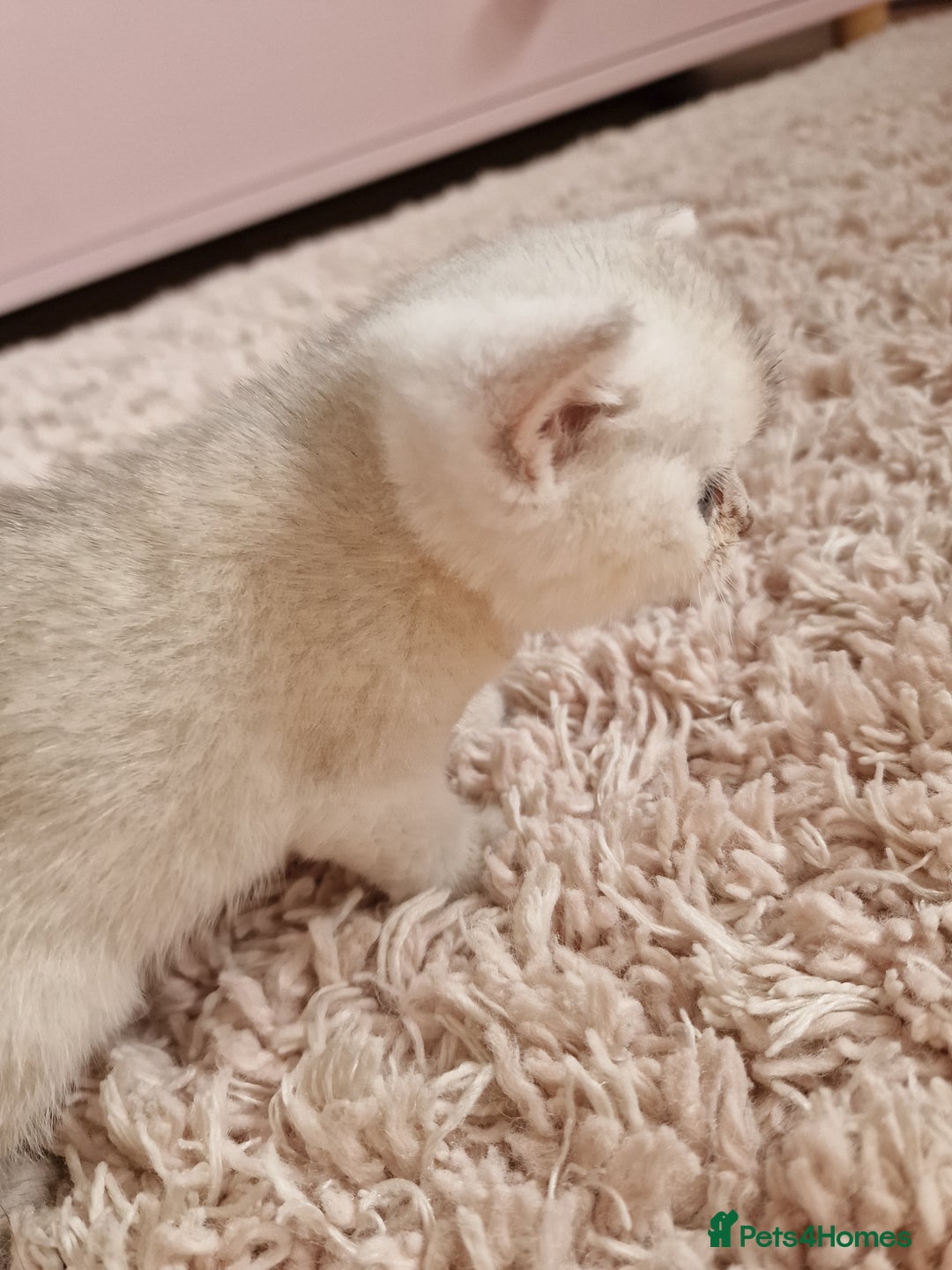 British Shorthair cats for sale: BSH 4 kittens ready for reservation  - Image 16