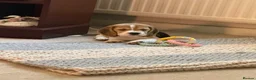 Beagle dogs for sale: Beautiful beagle girl puppy  in Basildon - Advert 7