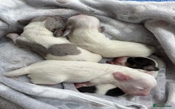 Miniature Dachshund dogs for sale: 4 MINIATURE DACHSHUND PUPPIES 🤍  - Image 11