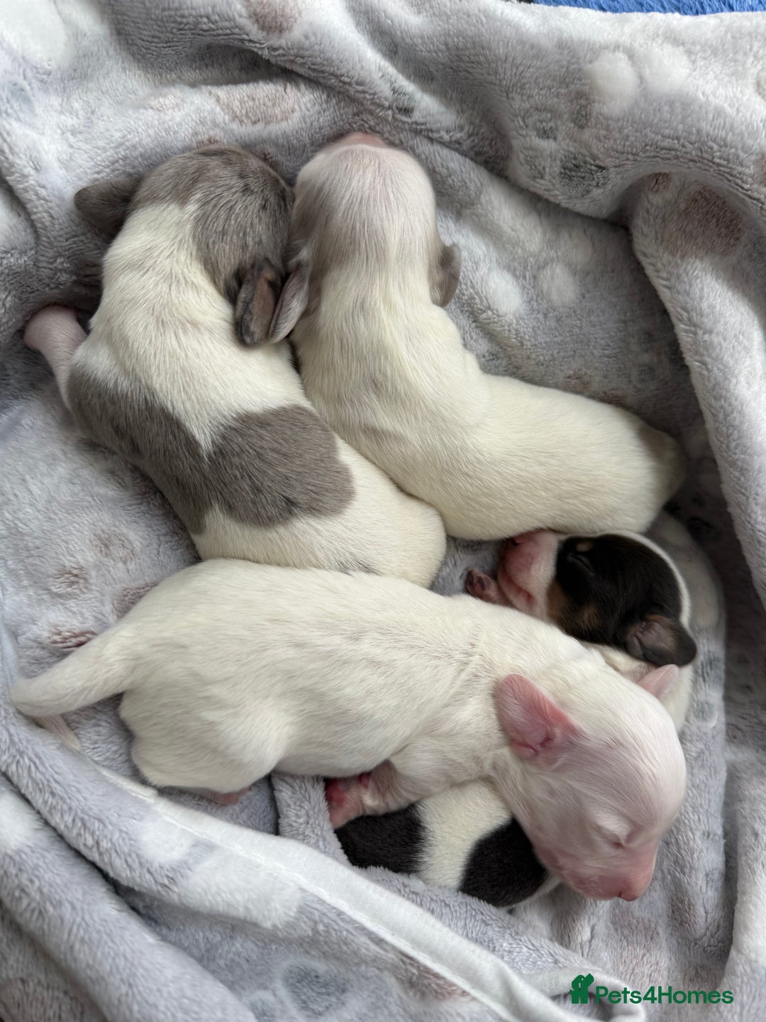 Miniature Dachshund dogs for sale: 4 MINIATURE DACHSHUND PUPPIES 🤍  - Image 11