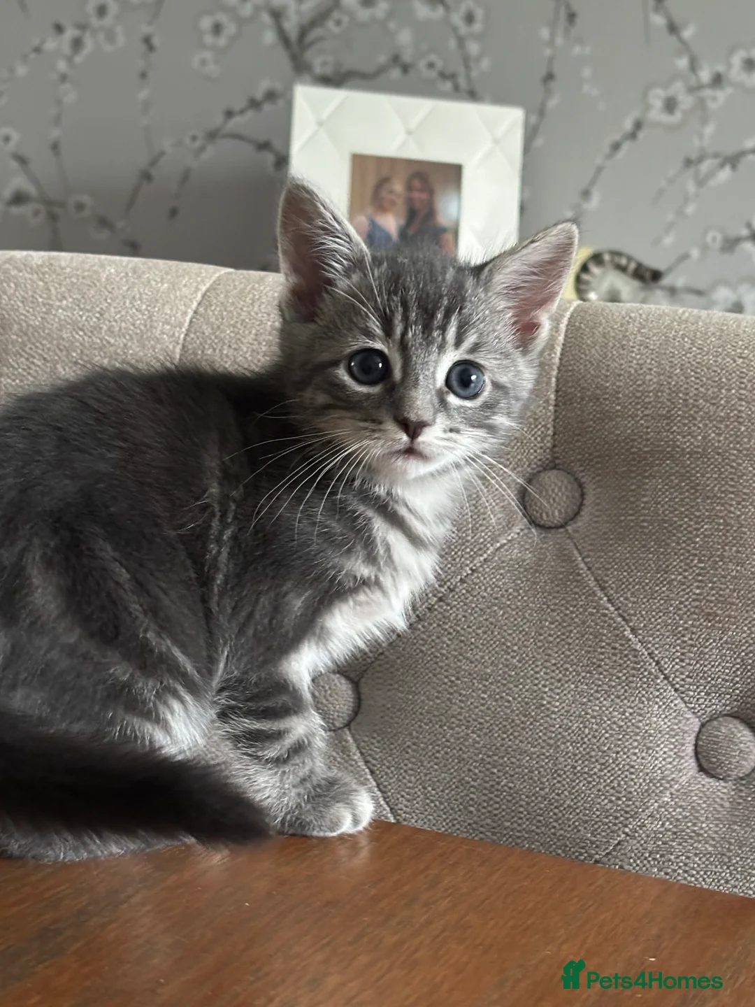 Domestic Shorthair cats for sale: Beautiful grey kittens available from 15 February  - Advert 11