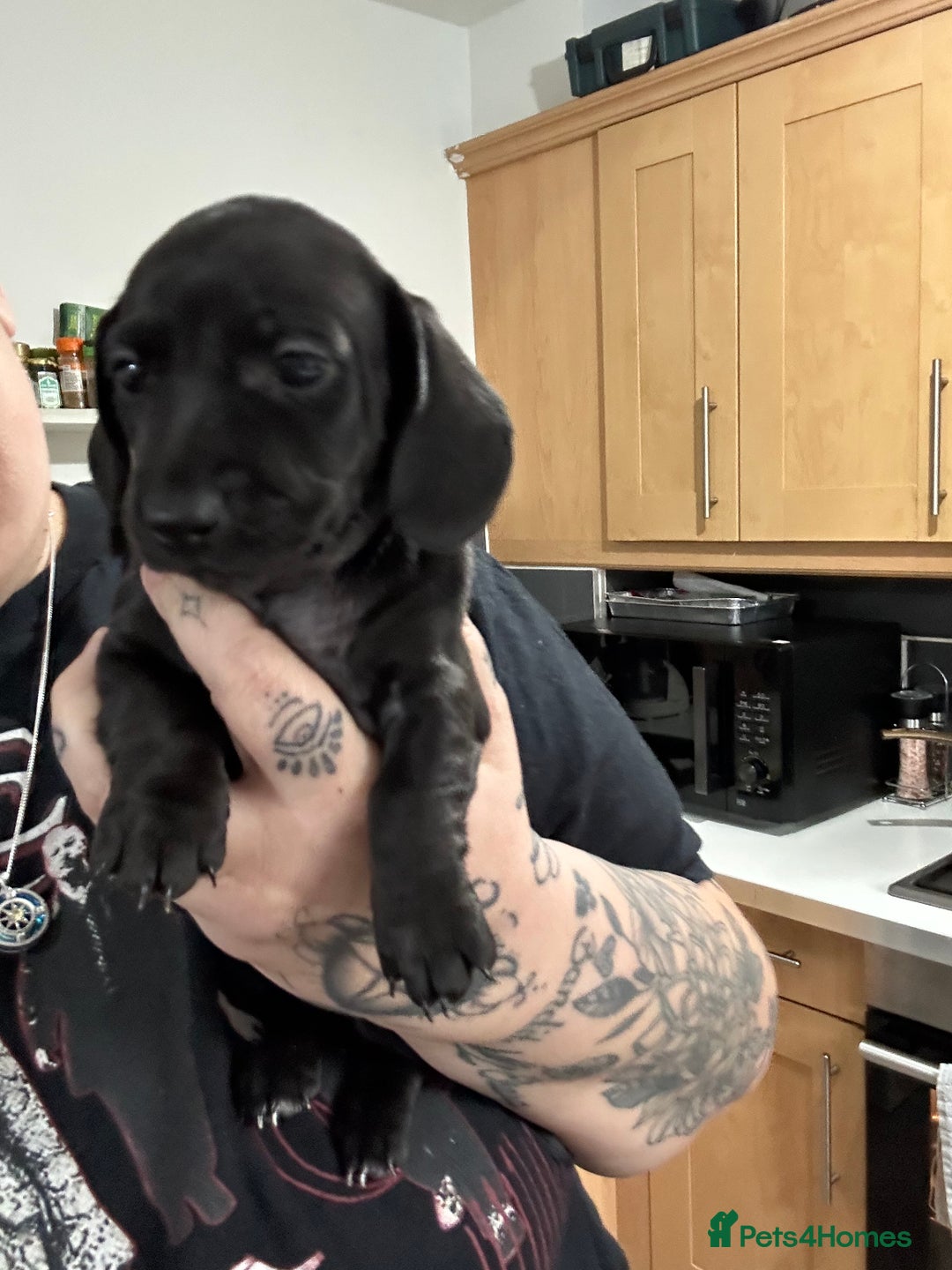 Miniature Dachshund dogs for sale: Kc miniature dachshund  - Advert 6