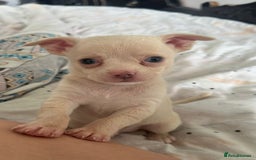 Chihuahua dogs for sale: Beautiful Chihuahua puppies - Image 5