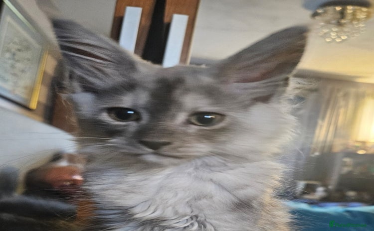 Maine Coon cats - Advert 16