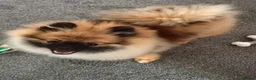 Pomeranian dogs for sale: Pomeranian  in Hebburn - Advert 10