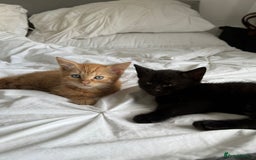 Mixed Breed cats for sale: Two beautiful male kittens  - Image 3