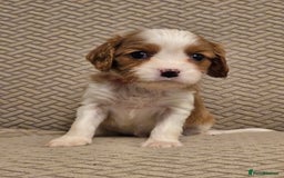 Cavalier King Charles Spaniel dogs for sale: Gorgeous KC Reg Cavalier Puppies  - Image 9