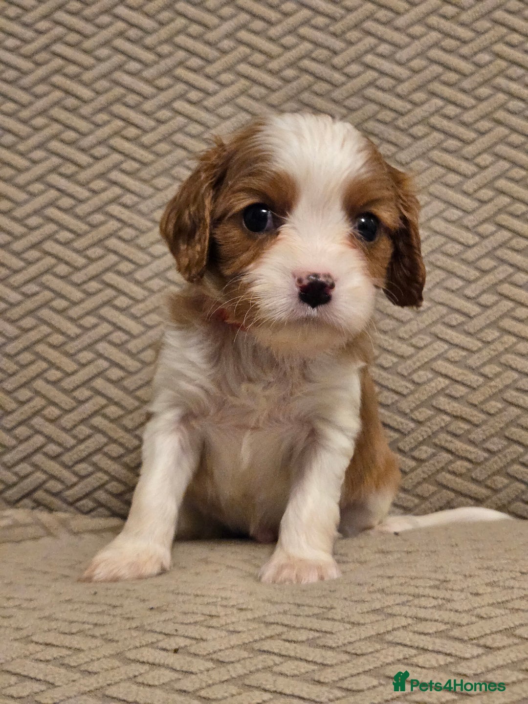 Cavalier King Charles Spaniel dogs for sale: Gorgeous KC Reg Cavalier Puppies  - Image 9