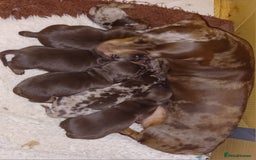 Miniature Dachshund dogs for sale: Chocolate Tan boy left - Image 13