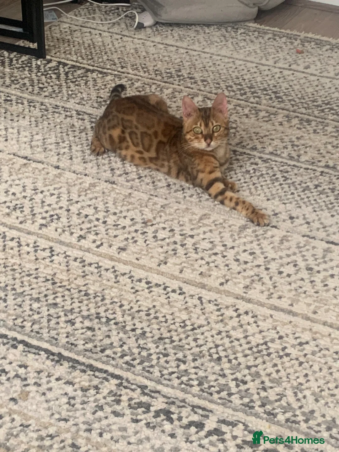 Bengal cats for sale: Beautiful Bengal female for sale - Advert 4