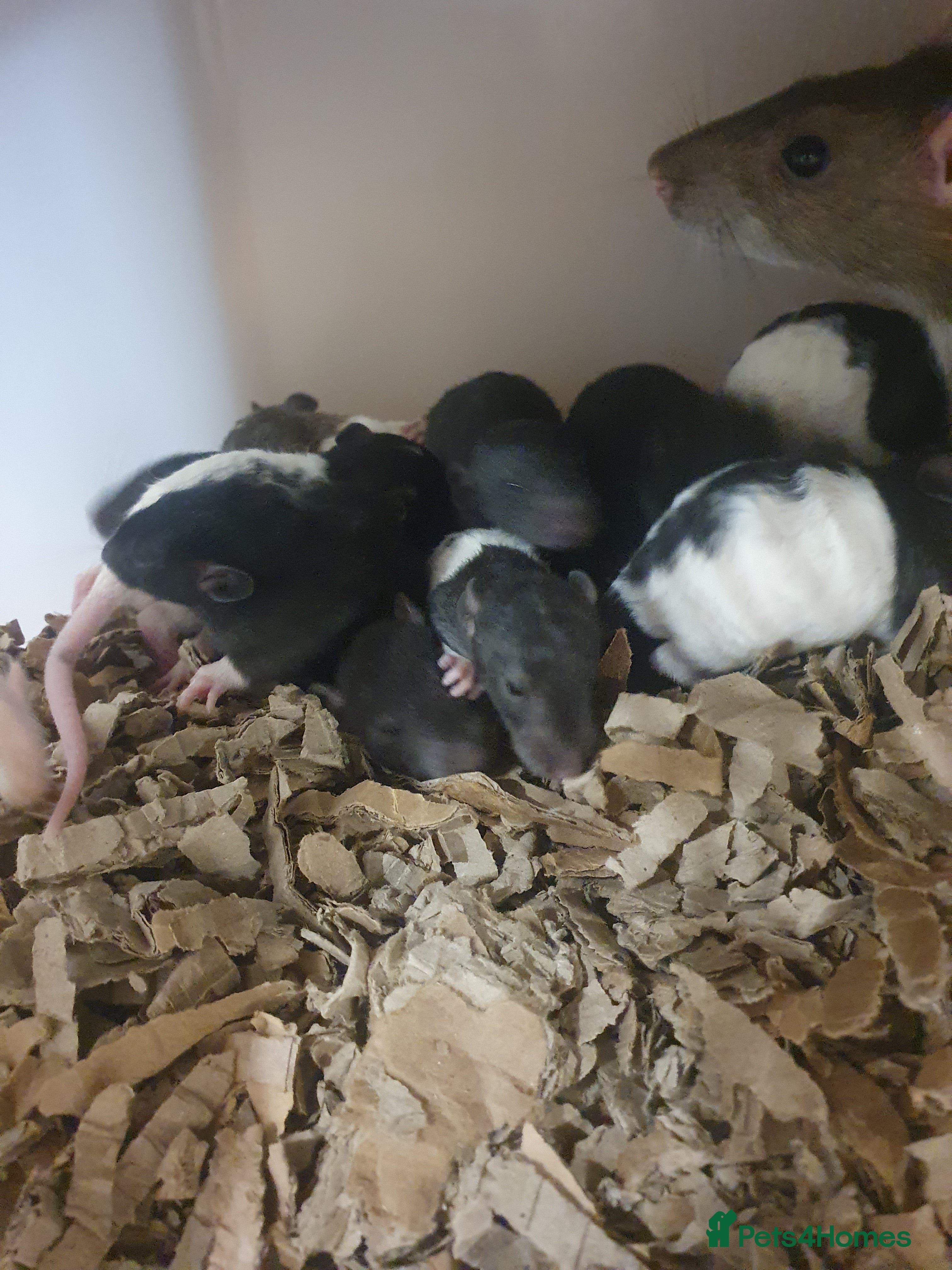 Rat rodents Babies available! GOING FAST - Advert 4