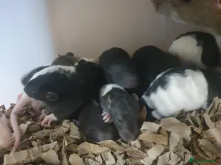 Rat rodents Babies available! GOING FAST - Advert 4