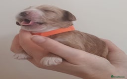 Mixed Breed dogs for sale: Australian doubledoodle puppies - Image 21