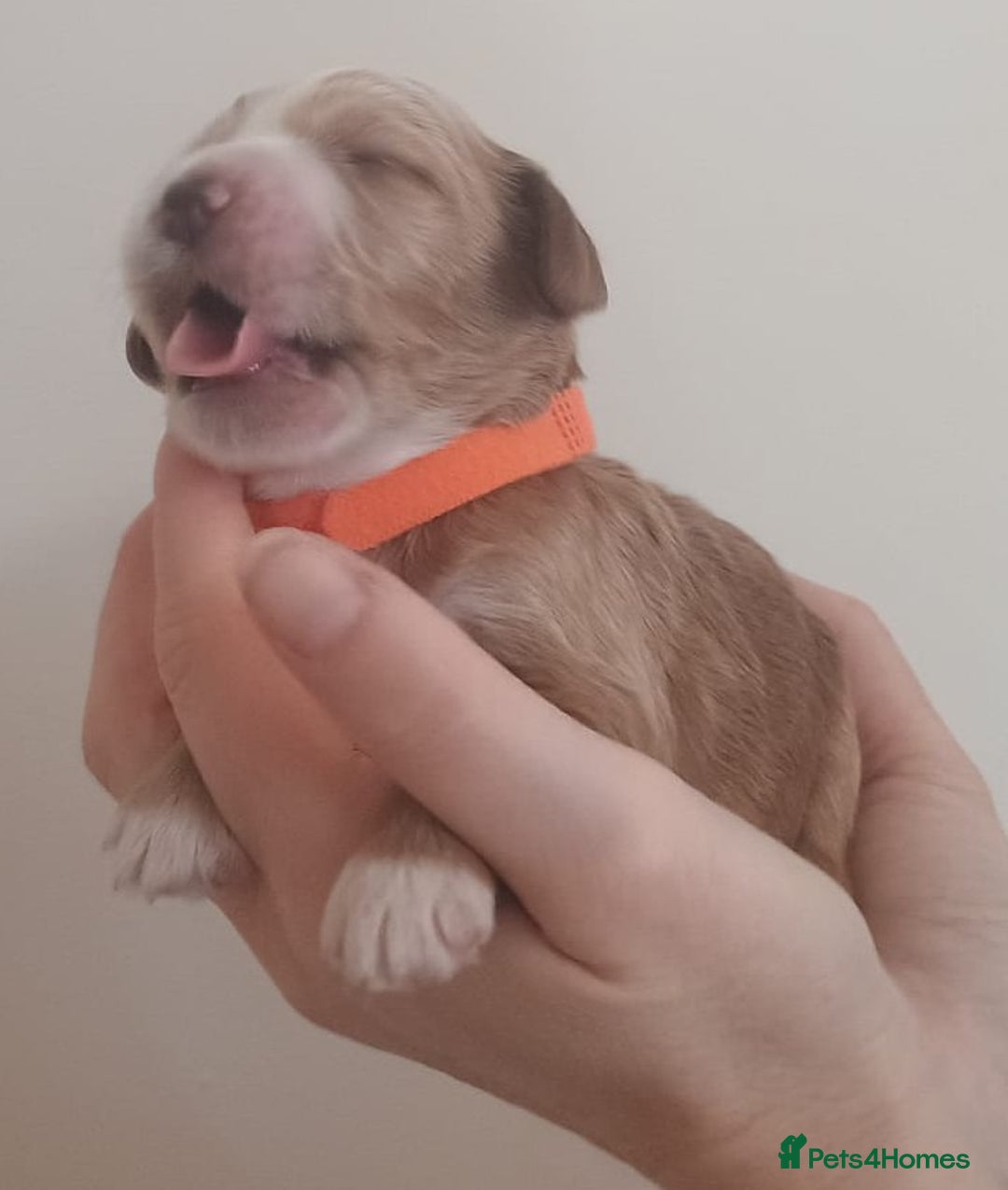 Mixed Breed dogs for sale: Australian doubledoodle puppies - Image 21