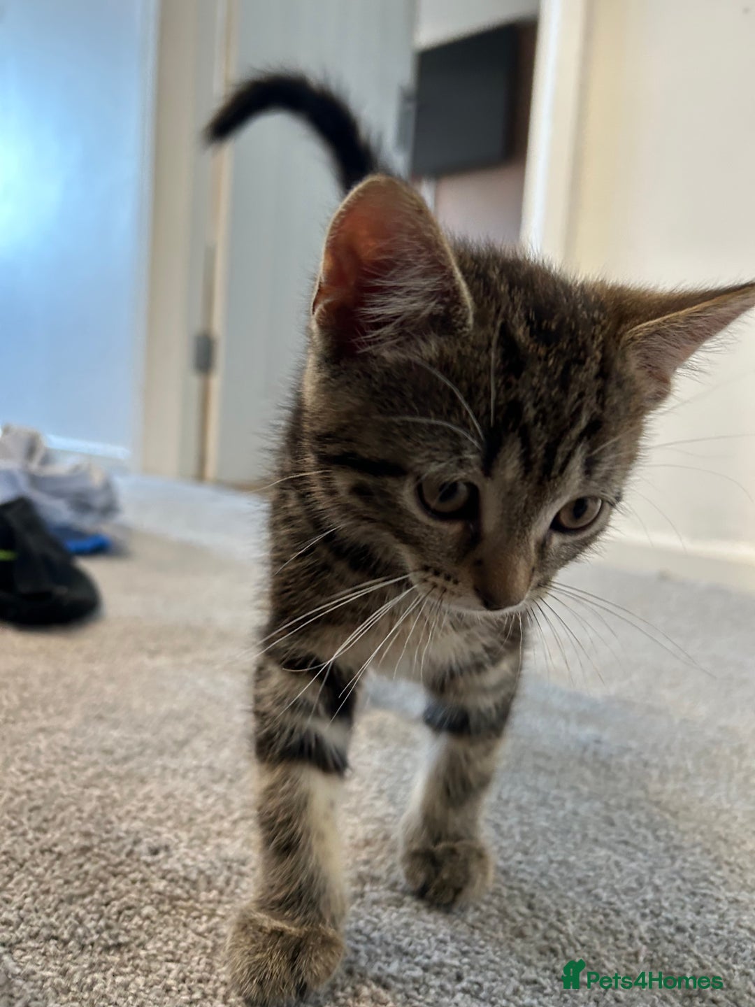 Mixed Breed cats for sale: REDUCED & READY NOW BSH x Tabby kittens  - Image 26