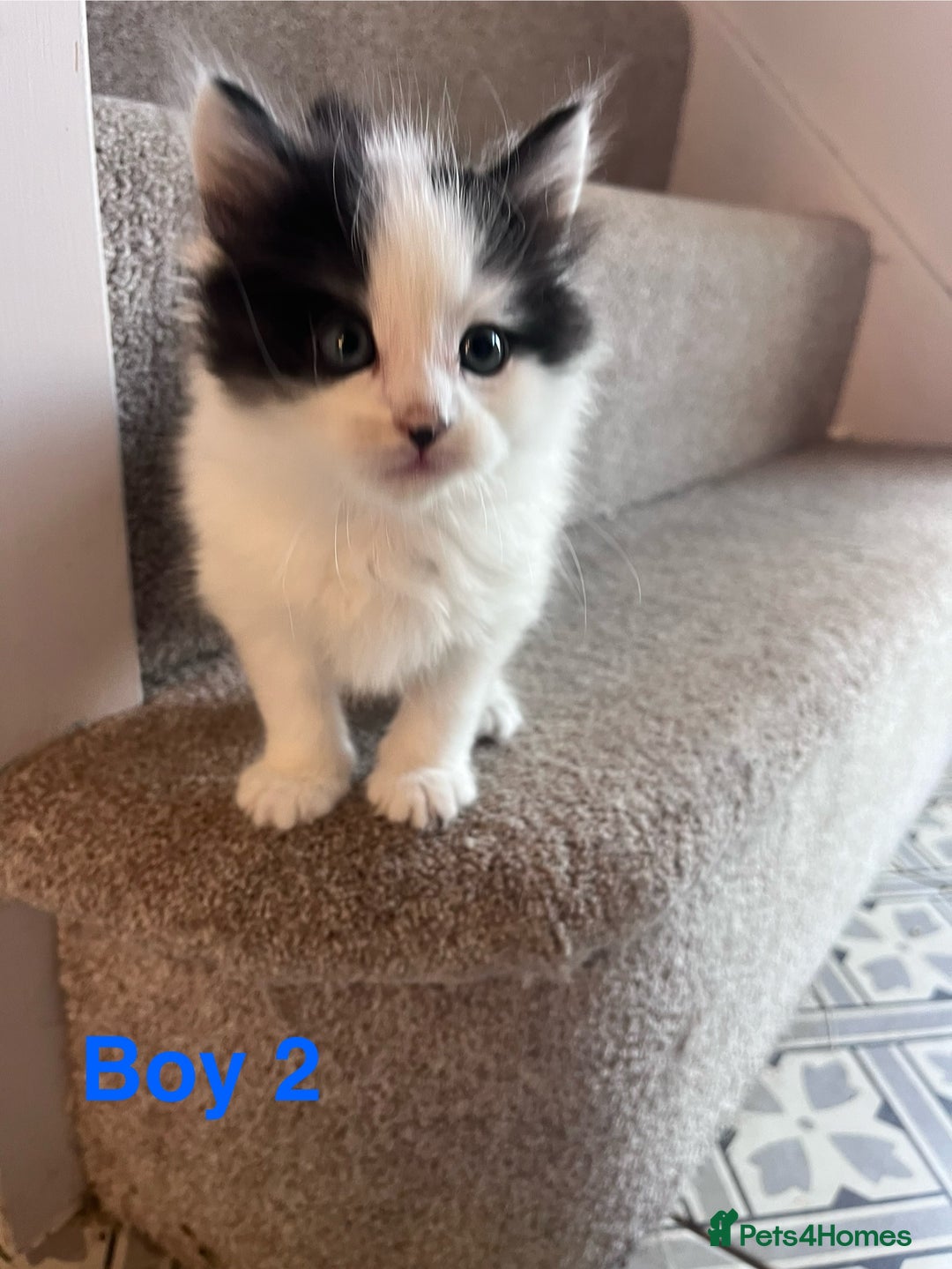 Mixed Breed cats for sale: Mixed calico litter  - Image 6