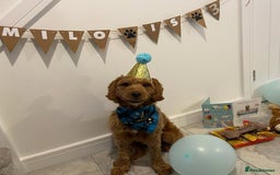 Cockapoo dogs for stud: Milo  - Image 1