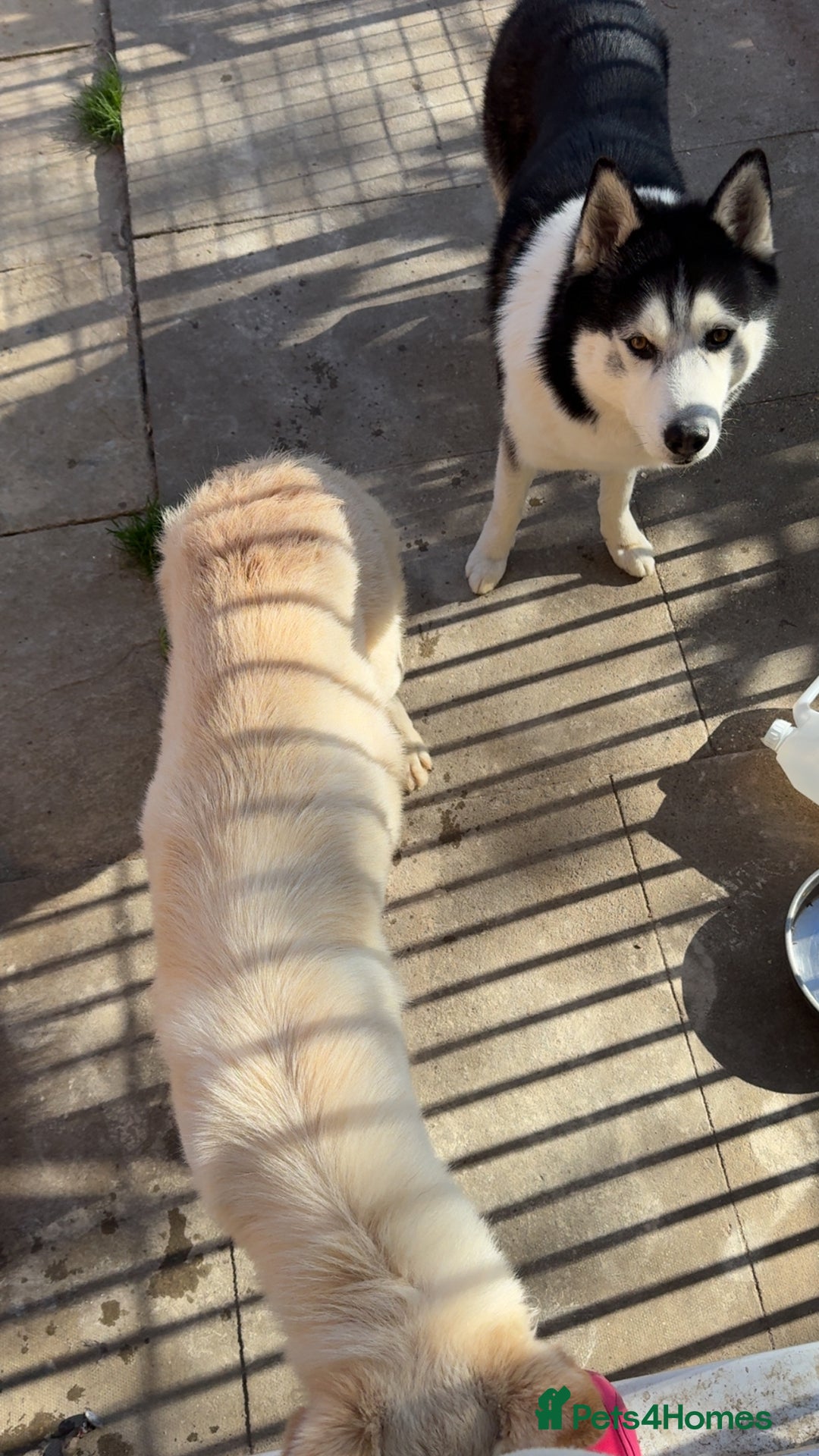Shepsky dogs for sale: 7 beautiful Shepsky puppy’s available 🫶🏼 - Image 12