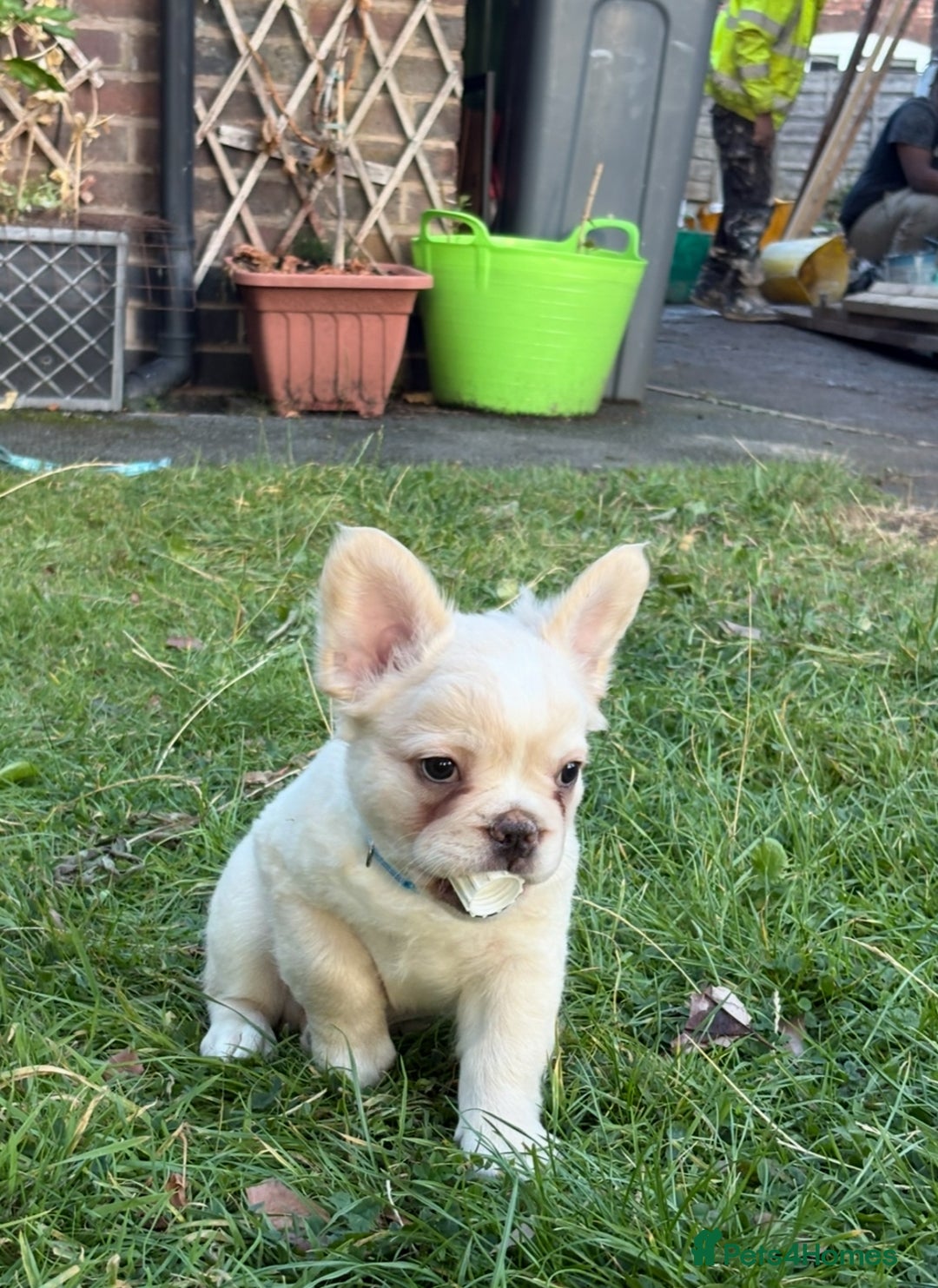 French Bulldog dogs for sale: Fluffy French bulldogs pending pink & testable  - Image 15
