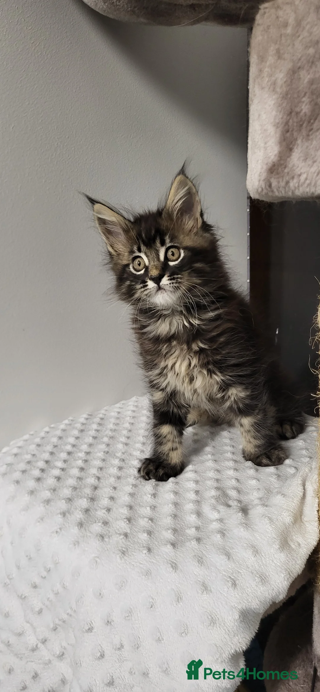 Maine Coon cats for sale: GCCF - Maine Coon Kittens - Advert 21