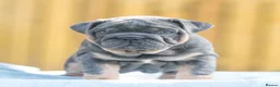 English Bulldog dogs for sale: Ready to leave ENGLISH BULLDOG PUPPIES  in Castleford - Advert 5