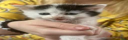 Mixed Breed cats for sale: URGENT ‼️ 30£ each 2 Female kittens for sale - Advert 2