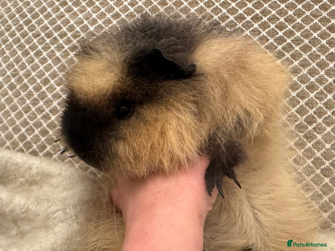 Guinea Pig rodents for sale: Various Swiss Guinea Pigs - Advert 2