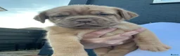 Dogue De Bordeaux dogs for sale: Dogue de Bordeaux pups🐶🐶 - Advert 5