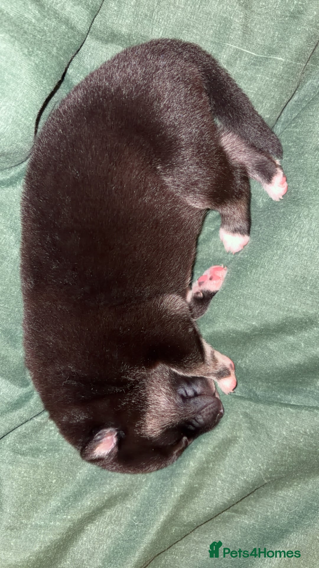 Shepsky dogs for sale: Northern innuit puppies - Advert 12