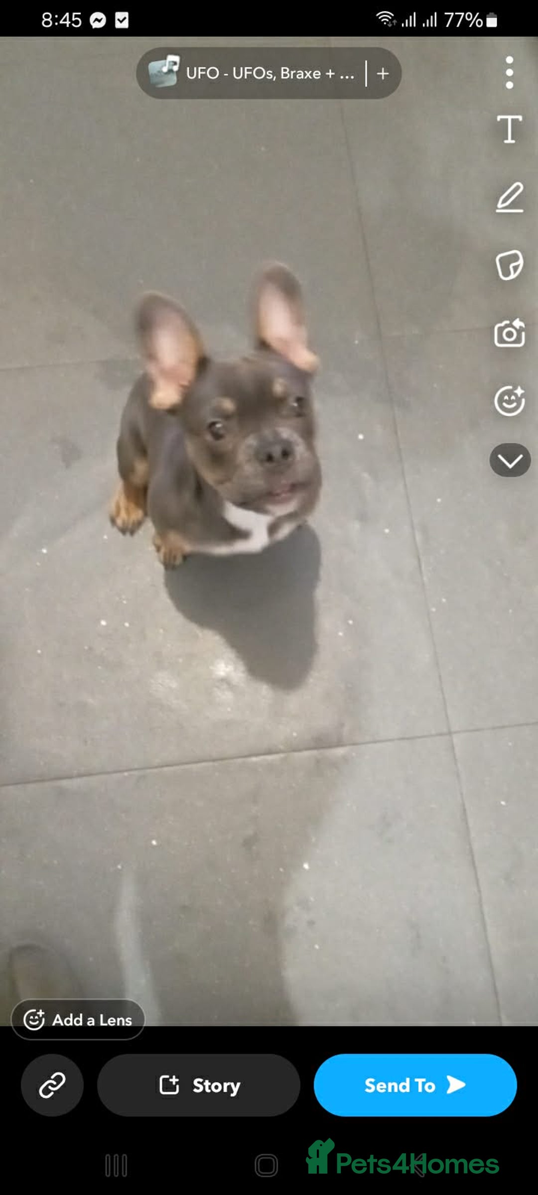 French Bulldog dogs for sale: Full bloodline French bulldog for rehome  - Advert 8