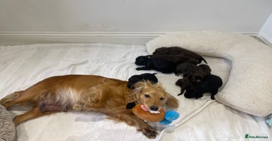 Cocker Spaniel dogs - Advert 6
