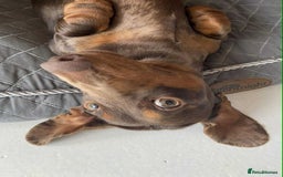 Miniature Dachshund dogs for sale: outdoorsy and loving Suzie in need of new home! - Image 2