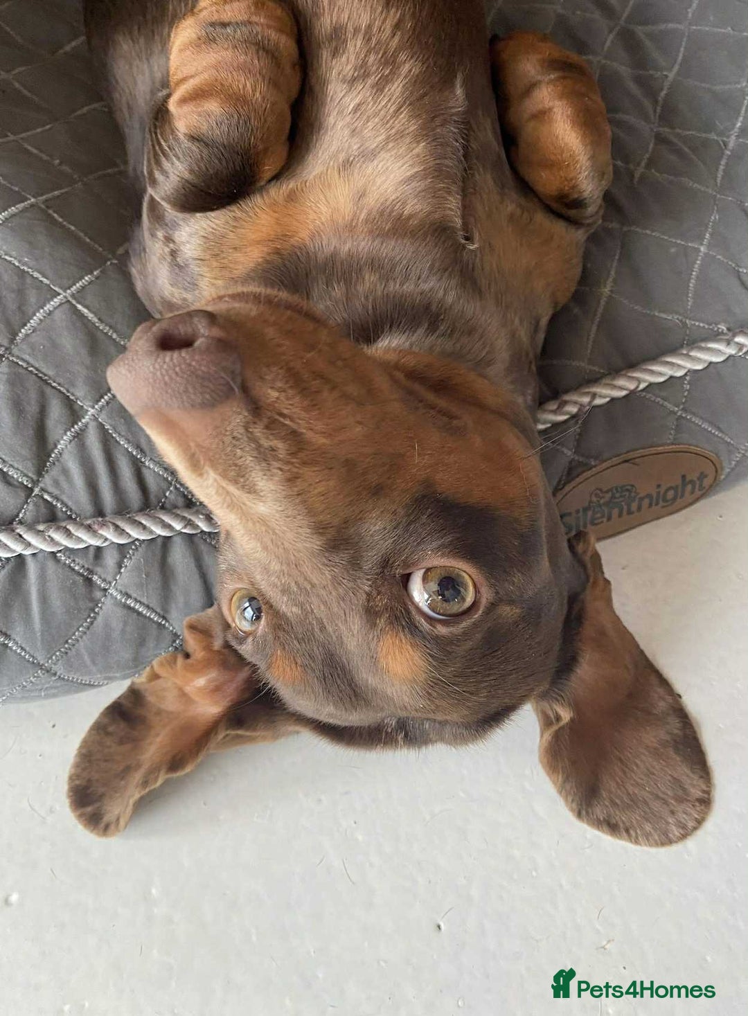 Miniature Dachshund dogs for sale: outdoorsy and loving Suzie in need of new home! - Image 2