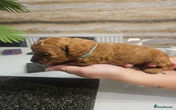 Cockapoo dogs for sale: F2 cockapoo boys 1 left available  - Advert 22