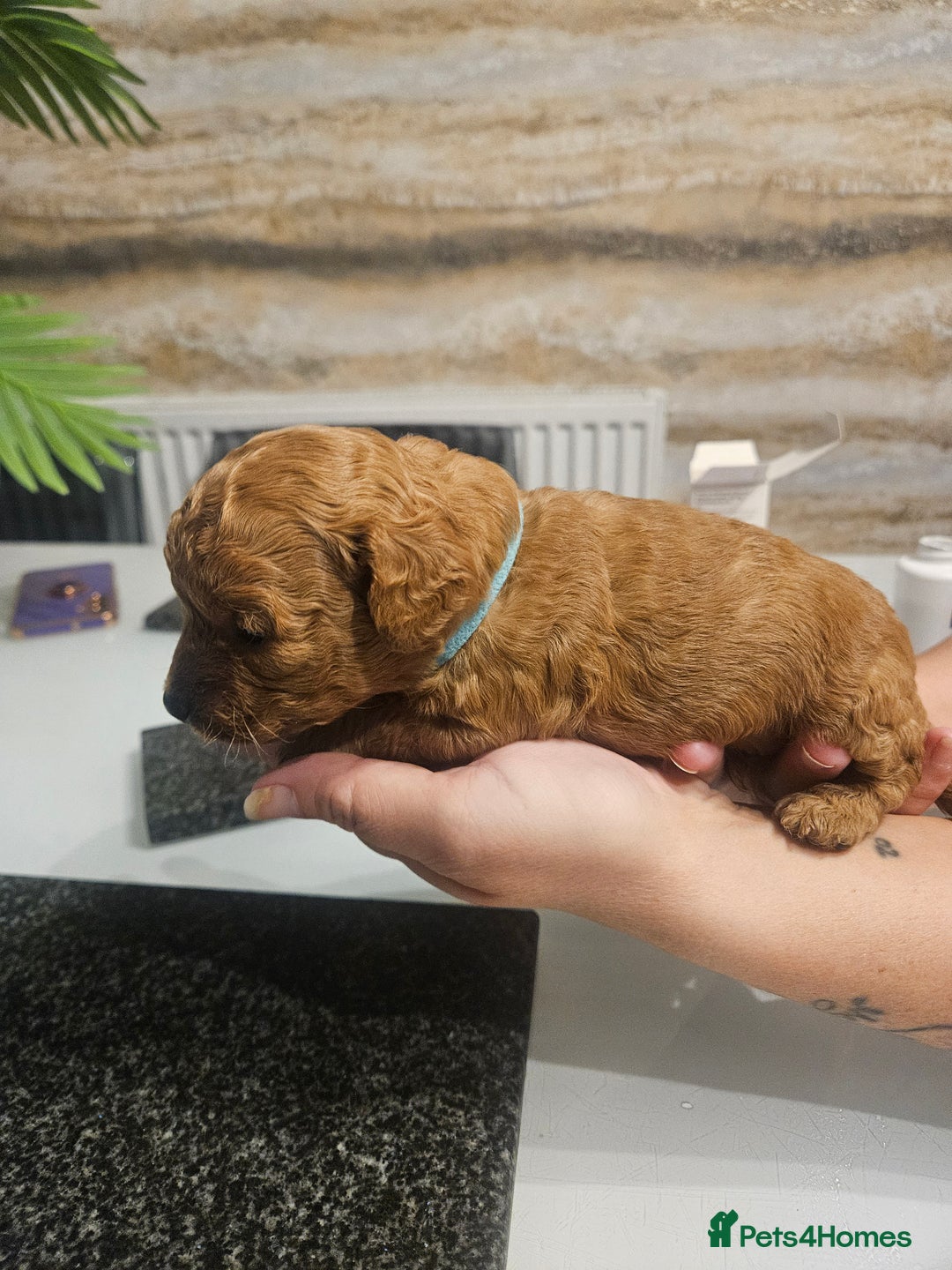 Cockapoo dogs for sale: F2 cockapoo boys 1 left available  - Advert 22