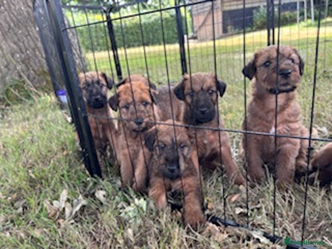 Irish Terrier dogs for sale: Irish Terrier Puppies - Image 5