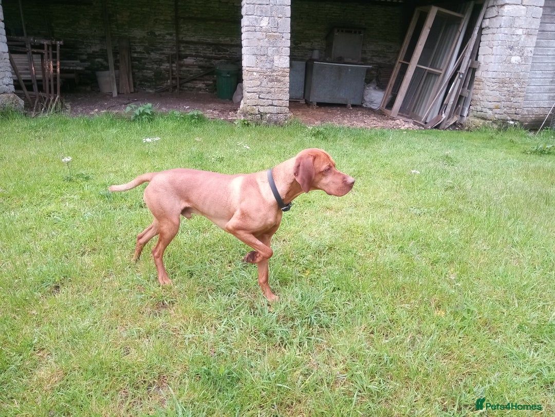 Hungarian Vizsla dogs for stud: Proven Hungarian Vizsla Stud Dog in Badminton - Advert 4