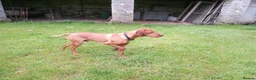 Hungarian Vizsla dogs for stud: Proven Hungarian Vizsla Stud Dog in Badminton - Advert 4