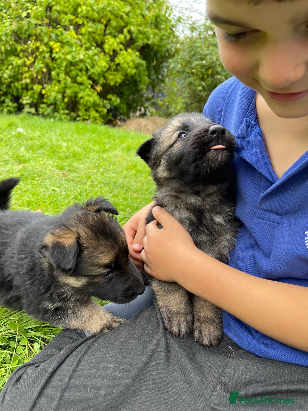 German Shepherd dogs for sale: Outstanding long coat German shepherd puppies  - Image 16