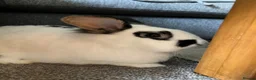 Lionhead rabbits for sale: Rabbits to re-home in Aylesbury - Advert 2