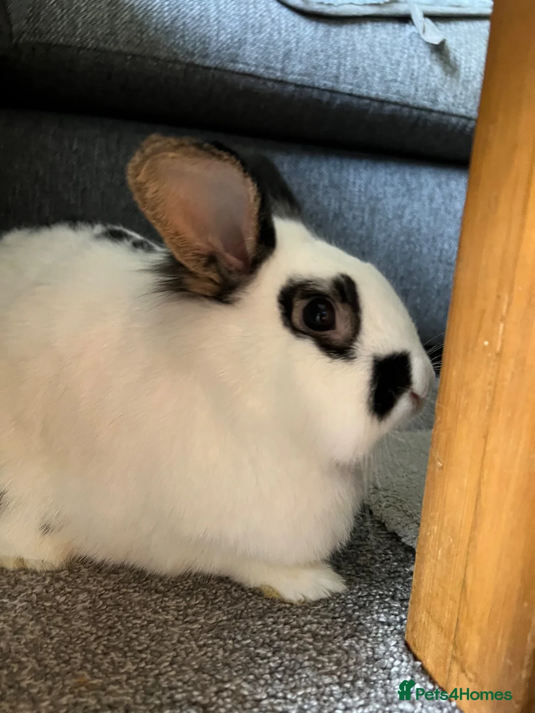 Lionhead rabbits for sale: Rabbits to re-home in Aylesbury - Advert 2