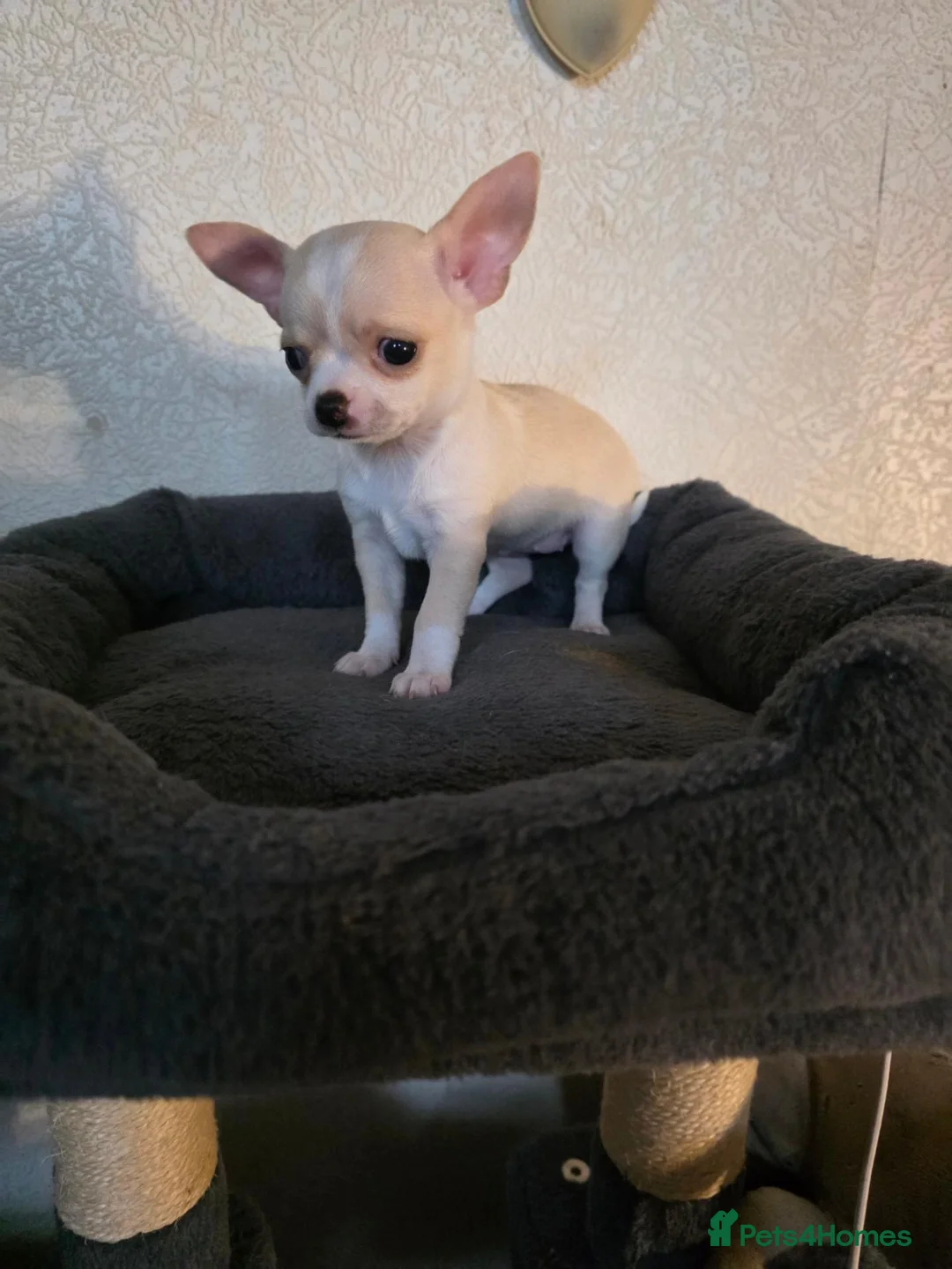 Chihuahua dogs for sale: Chihuahua  in Burnley - Advert 2