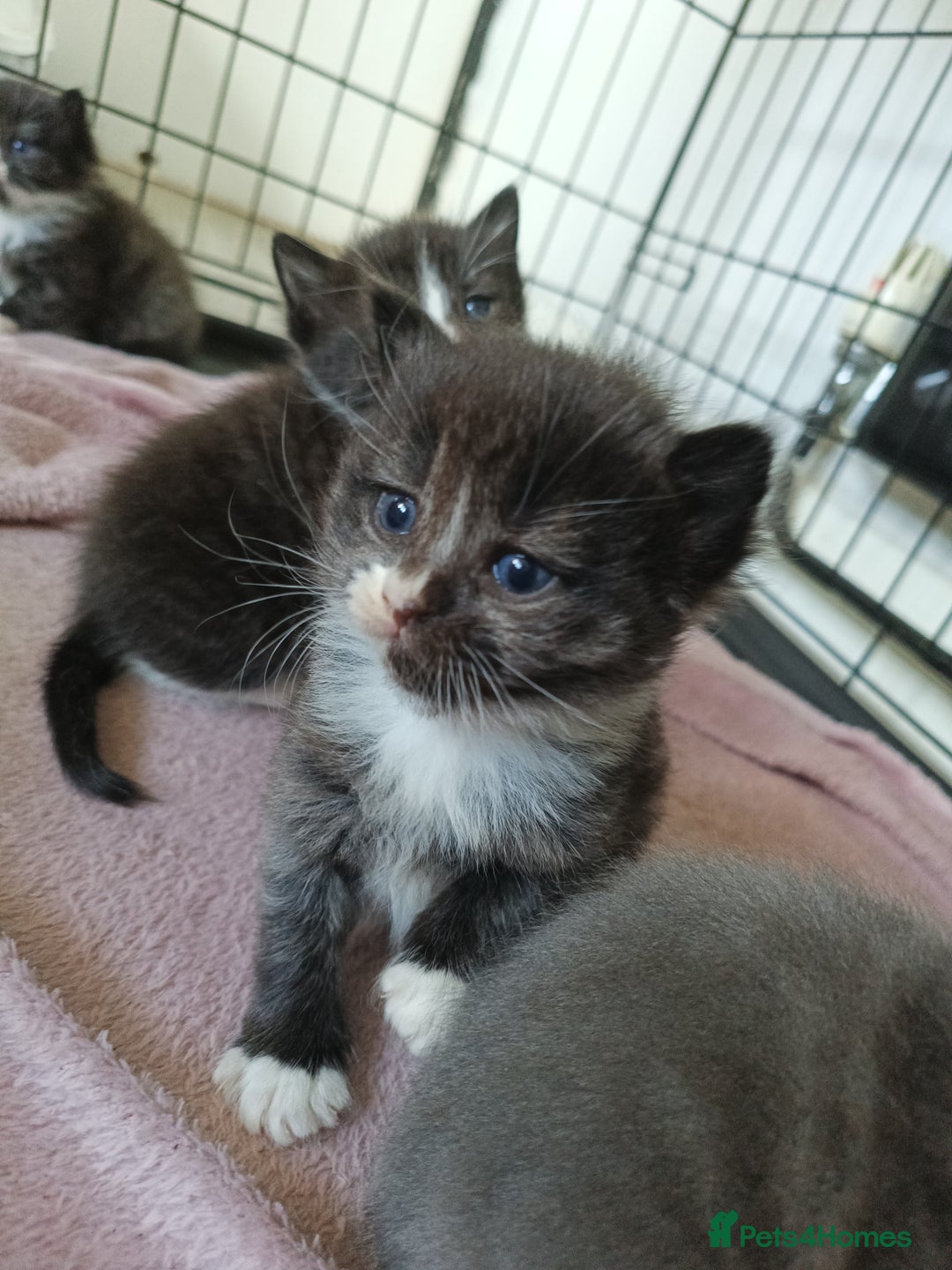 Mixed Breed cats for sale: Gorgeous grey and tabby grey kittens  - Image 10