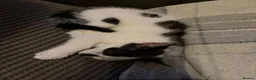 Mixed Breed cats for sale: Beautiful friendly kittens - Advert 3