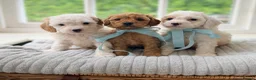 Cavapoo dogs for sale: Health tested Cavapoo puppies - Advert 1