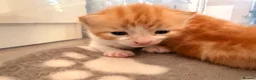 Mixed Breed cats for sale: 2 white and ginger Marble kittens for sale  - Advert 9