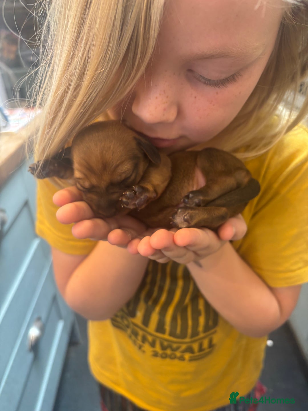 Miniature Dachshund dogs for sale: Miniature dachshund puppies  - Advert 15