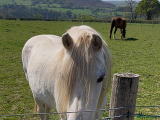 Welsh Section A horses Section A grey mare - Advert 13