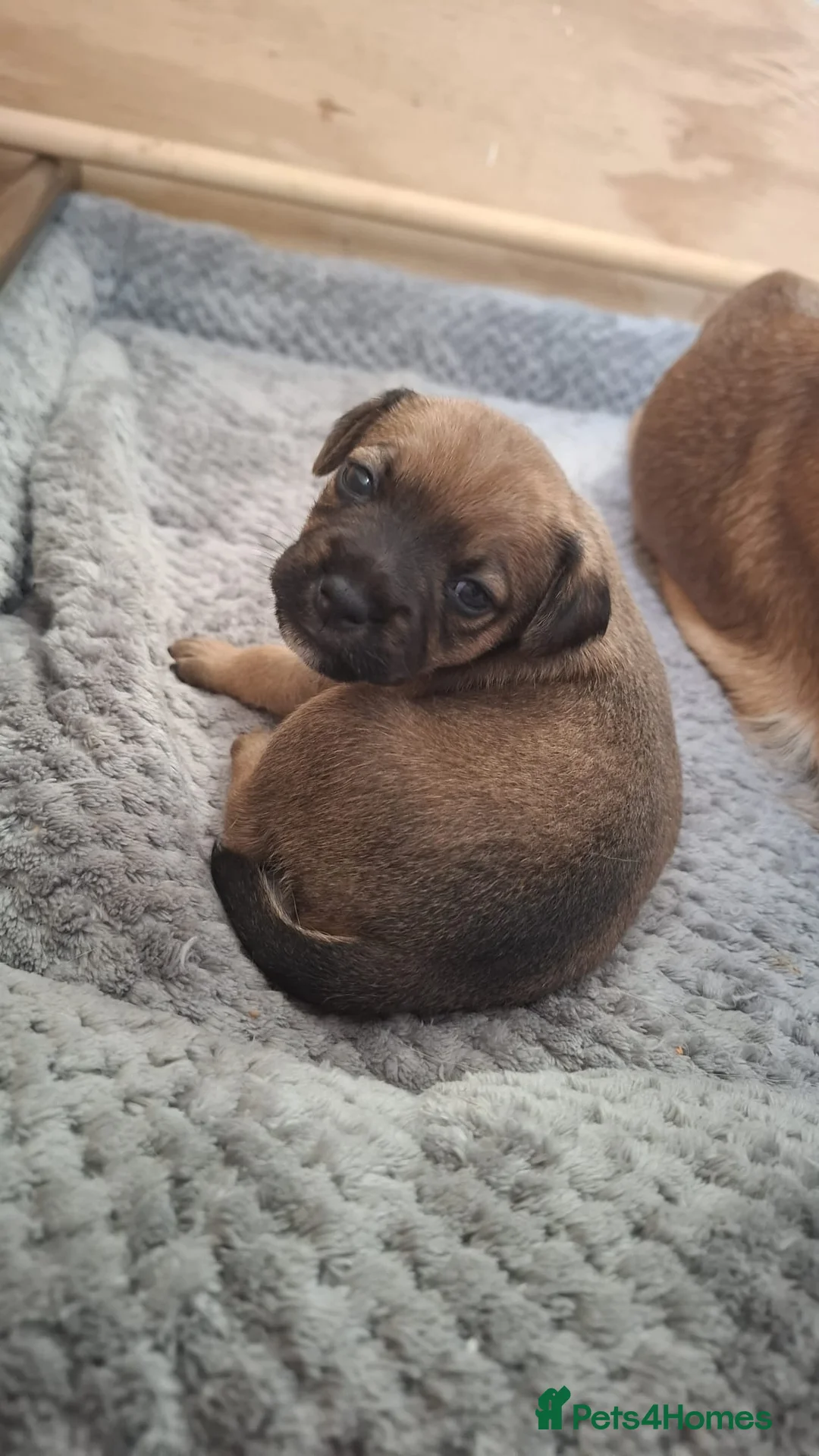 Mixed Breed dogs for sale: Border Terrier Cross Puppies - Advert 5